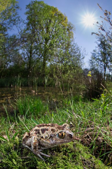 Rospo dell'Aglio - Common spadefoot (Pelobates fuscus)