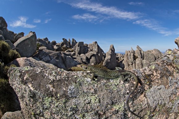 Lucertola di Bedriaga - Bedriaga's rock lizard  (Archaeolacerta bedriagae)