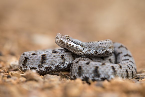 Vipera aspis - Common Asp (Vipera aspis)