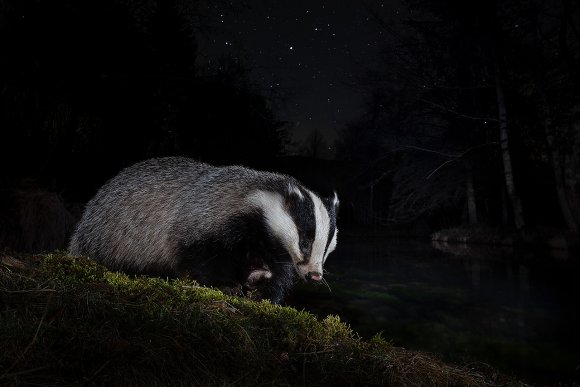 Tasso - European Badger