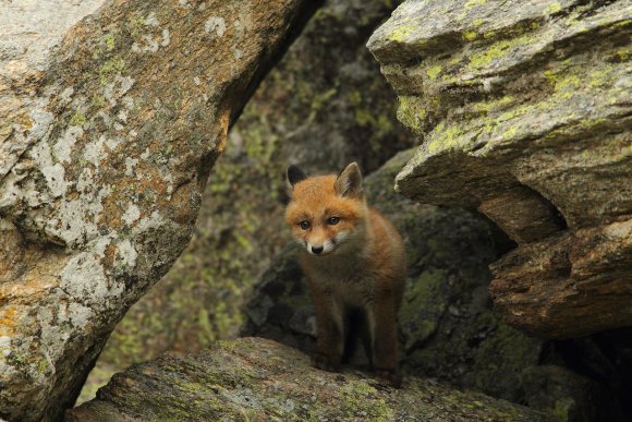 Volpe rossa - Red fox (Vulpes vulpes)