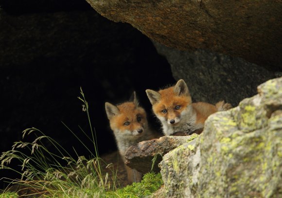 Volpe rossa - Red fox (Vulpes vulpes)