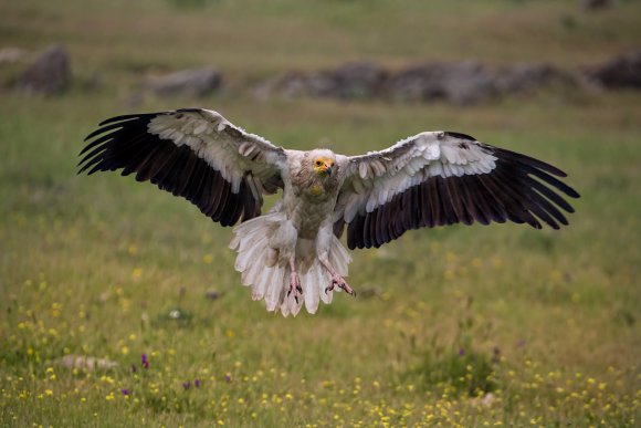 Capovaccaio - Egyptian vulture (Neophron percnopterus)