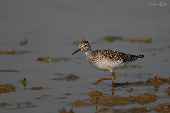 Piro piro boschereccio - wood sandpiper (Tringa glareola)