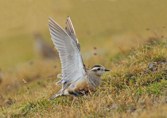 Piviere tortolino - Eurasian dotterel (Charadrius morinellus)