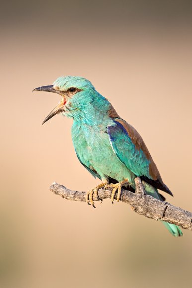 Ghiandaia marina - European roller (Coracias garrulus)