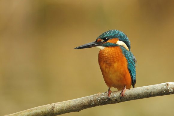 Martin Pescatore - European Kingfisher (Alcedo Atthis)