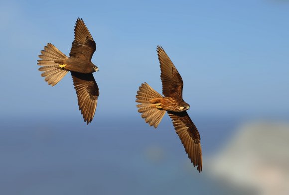 Eleonora's falcon (Falco eleonorae)