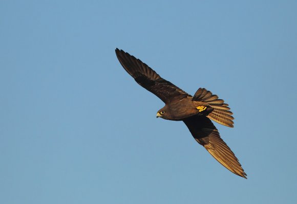 Eleonora's falcon (Falco eleonorae)