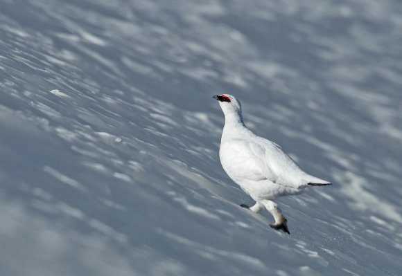 Pernice bianca - Rock Ptarmigan (Lagopus muta)