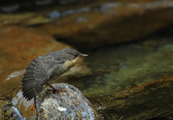 Merlo acquaiolo - White throated dipper (Cinclus cinclus)