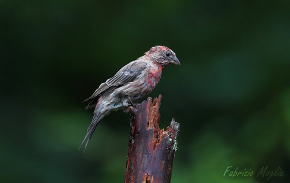 House finch (Haemorhous mexicanus)