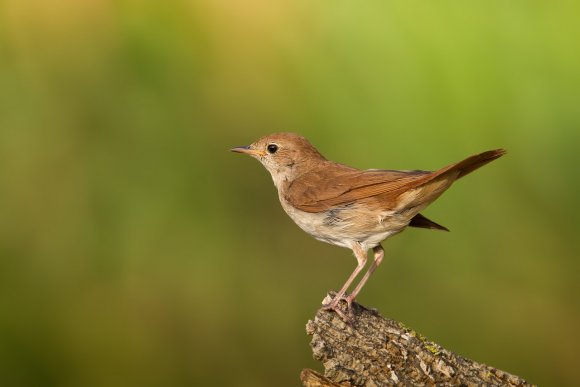 Usignolo - Common nightingale (Luscinia megarhynchos)