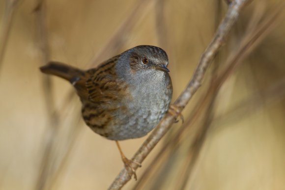 Passera scopaiola - Dunnock (Prunella modularis)