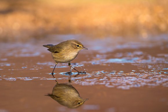 Luì piccolo - Common chiffchaff, (Phylloscopus collybita)