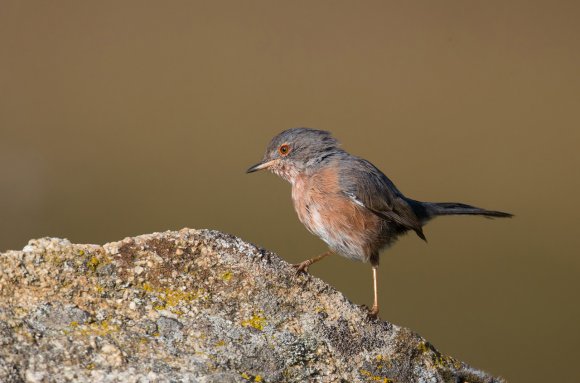 Magnanina comune - Dartford warbler (Sylvia undata)