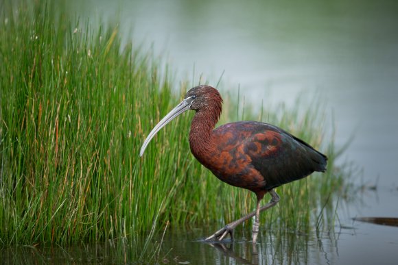 Mignattaio - Glossy Ibis (Plegadis falcinellus)