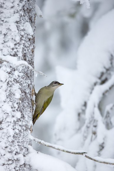 Picchio Cenerino - Grey Headed Woodpecker (Picus canus)