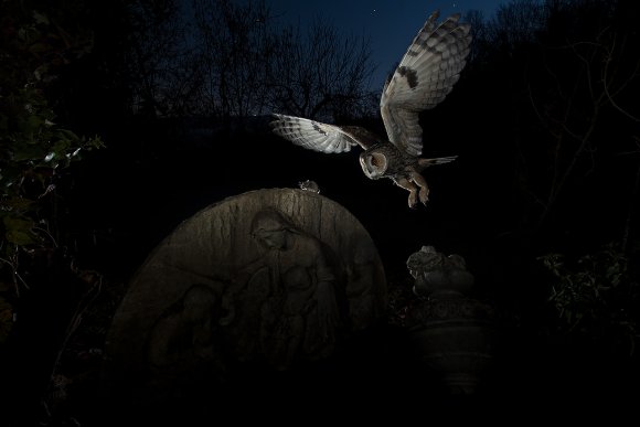 Gufo comune - Long eared owl